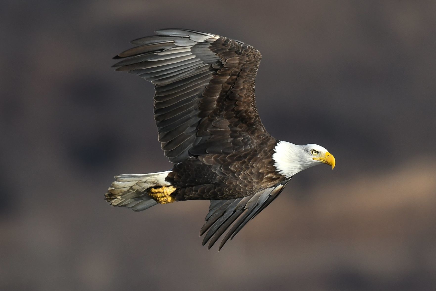 Eagle in flight